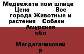 Медвежата пом шпица › Цена ­ 40 000 - Все города Животные и растения » Собаки   . Амурская обл.,Магдагачинский р-н